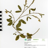 14087 herbarium