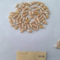 CIMMYTMA 1375 - Reference Inventory.jpg