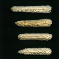 CIMMYTMA 16493 OAXA 83 BA21U-2903-169 C_compress.jpg