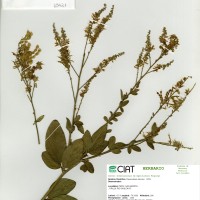 13421 herbarium
