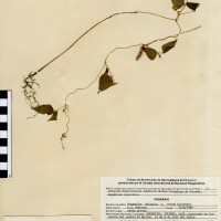 G19901 herbarium.jpg