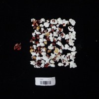 Popped and not popped comparison labeled.jpg