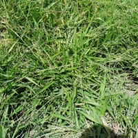 Urochloa decumbens 14816-full plant2.JPG