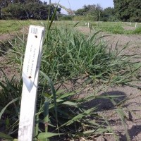 14809_Plant with flower.jpg