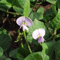 Cowpea 12668_DZF.jpg