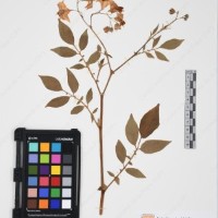 CIP 761393_OCH 12012_01.jpg