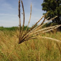 Chloris gayana 7757 (flower2).JPG