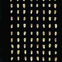 CIMMYTMA 24628 OAXA 514 BA22U-2903-39 K.jpg