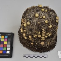 CIP760472_HHA 6664_Tb.JPG