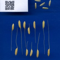 IRGC 117265 Seed Photo