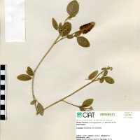 19586 herbarium