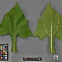 CIP 205017 (leaf).jpg