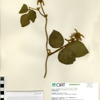 20708 herbarium