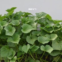 CIP 420855 (plant).jpg