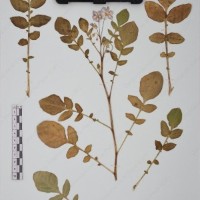 CIP 760028_OCH S79_06.jpg