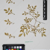 CIP 763474_OCHS 12061a_11.jpg