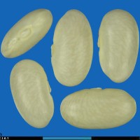 G22522 seed.jpg