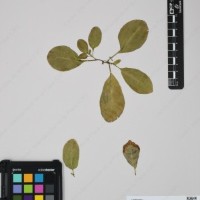 CIP 762519_OCH 11933_05.jpg