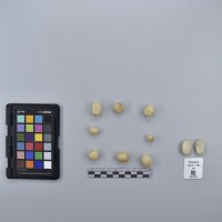 CIP762915_SSTH 7397_T.JPG