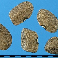 G40253 seed.jpg