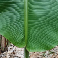 6.3.12 - Colour of leaf upper surface