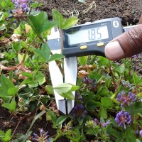 Trifolium decorum_2053 (2).jpg