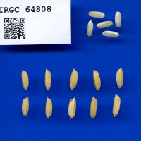 IRGC 64808 Seed Photo