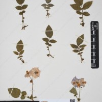 CIP 760428_HHA 6468_02.jpg