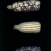 CIMMYTMA 1455 MICH 32 GD21B-6903-120 E1.jpg