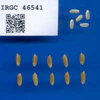 IRGC 46541 Seed Photo