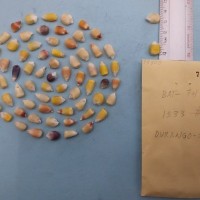 CIMMYTMA 7980 - Reference inventory.jpg