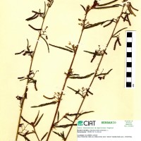 9557 herbarium
