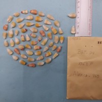 CIMMYTMA 8462 - Reference inventory.jpg