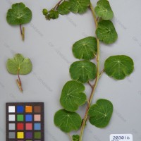 CIP 203016 Herbarium