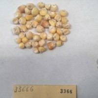 CIMMYTMA 3366 - Reference Inventory.jpg