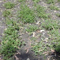 Trifolium baccarinii_839 (6).jpg