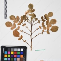 CIP 761435_OCH 12069_01.jpg