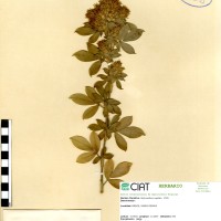 2934 herbarium