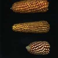 CIMMYTMA 10381 ANC. 392 TC17U-2903-130 E.jpg