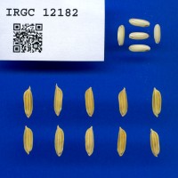 IRGC 12182 Seed Photo