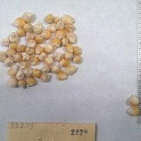 CIMMYTMA 2220 - Reference Inventory.jpg