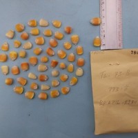 CIMMYTMA 7800 - Reference inventory.jpg