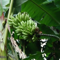 6.4.6 - Bunch position