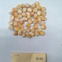 CIMMYTMA 3168 - Reference Inventory.jpg