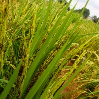 WITA 10#Panicules.JPG