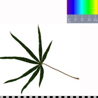 ARG107 leaf