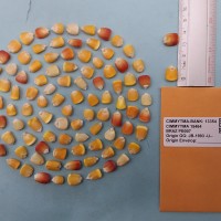 CIMMYTMA 15464 - Reference Inventory.jpg