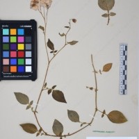 CIP 761459_OCH 12099_01.jpg