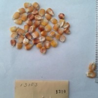 CIMMYTMA 1310 - Reference Inventory.jpg