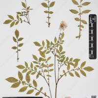 CIP 763474_OCHS 12061a_15.jpg